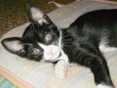 Χαρίζεται γατάκι